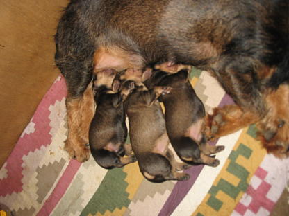 3 se puppys..... in Reih' und Glied!