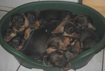 10 Welpen auf "einem Haufen" ..... und der Rest?.....