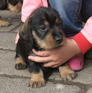 liebevoll hlt sie die Welpen fest