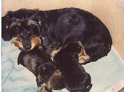 Calinka und Herbert und Hanni