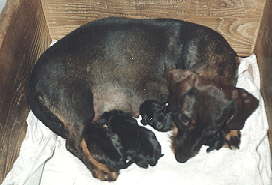 Dicki und Felix, Filou, Freddy, Fritz