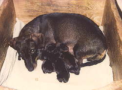 Dicki und Idefix, Illux, Indi, Inka, Inse