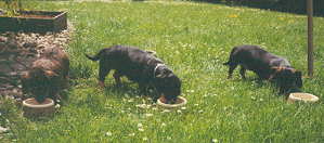 Nicka, Francis und Grille