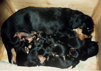 Francis und Cay-Uwe, Charly, Cobacca-Iwan, Cooper, Calinka, Cessy, Cholette, Cira