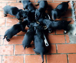 Elliet, Enzo, Erdmann, Easy, Eileen, Eltje, Elzie, Estelle