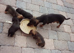 Grille und Dasti, Dax, Debbi, Dicki