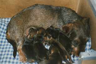 Hanni und Malte, Moses, Meike, Merle, Mücke