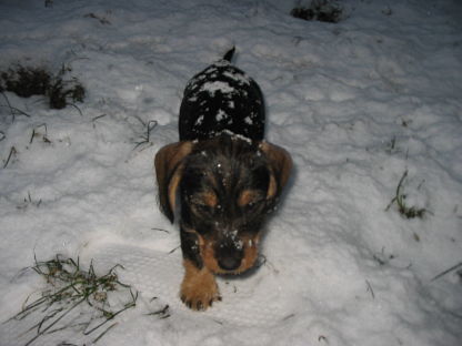 ich bin Holly und finde den Schnee toll!!!!!