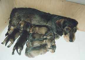 Jennifer und Oakland, Oliviero, Othello, Olinka, Ostia, Ozeana
