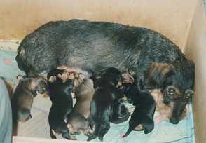 Jennifer und Ricco, Robby, Redblack, Rita, Ronja, Roxi