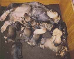 Jennifer mit Tell, Terzel, Theo, Tinka, Tordis