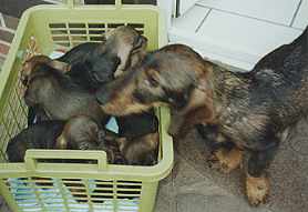 Nevada und Umberto, Uz, Uchte, Udett, Una, Ursa