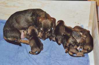 Nevada und Vasco, Vincent, Vivo, Vanessa, Veilchen, Vlocke, Vroni