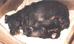 Nicka mit Babsi und Bautz