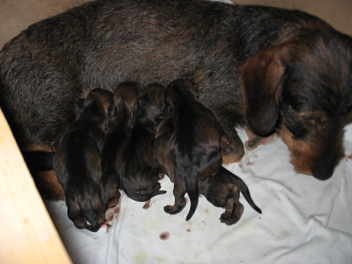 hier sind es noch 5 Welpen, 3 haben es nur berlebt......