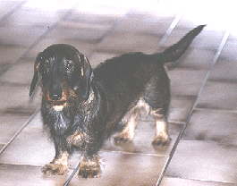 Endy, gen. Bommel