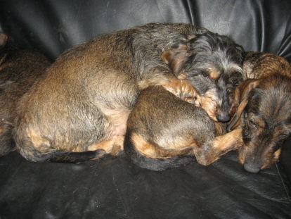 mit Tinka kuscheln, das ist das Grte!