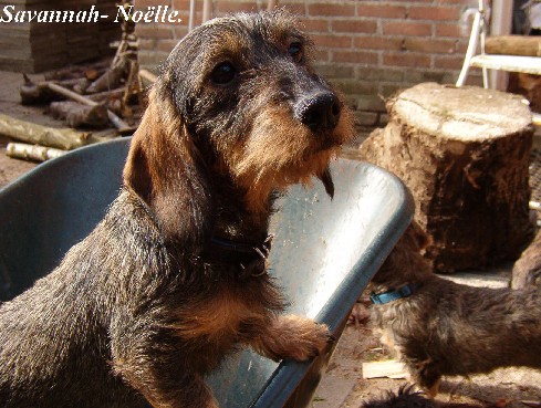 Savannah bei der Gartenarbeit